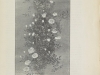 gardenia-1898-9
