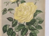 louis-leveque-1896-12