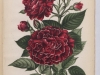 roger-lambelin-1895-5