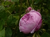 rosaraie-de-lhay-3