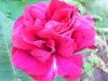 rose-du-roi-a-fleur-pourpres