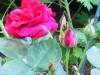 rose-du-roi-a-fleur-pourpres2