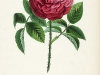 du-roi-rose