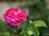 rose-du-roi-souceht-1809