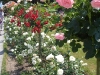 włoski ogród różany