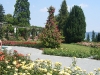 włoski ogród różany