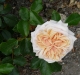 garden-of-roses.jpg