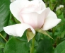 claire-rose1a