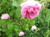 rosa-centifolia-major-a_0