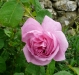 rosa-centifolia-major1a_0