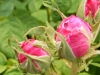 paeonien-rose-r-frankofurtana