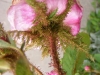 rcentifolia-muscosa-mutacja-r-c-major-1696r-4
