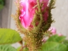 rcentifolia-muscosa-mutacja-r-c-major-1696r