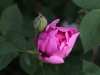 mary-rose-czerwiec-2011-068a