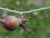 owoc-empress-josephinesierpien-139