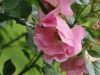 pink-robusta-grod-bot-lublin-2011-047