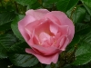 pink-robusta.jpg