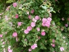 rosa-centifolia-parviflora-2.jpg