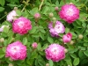 rosa-centifolia-parviflora.jpg