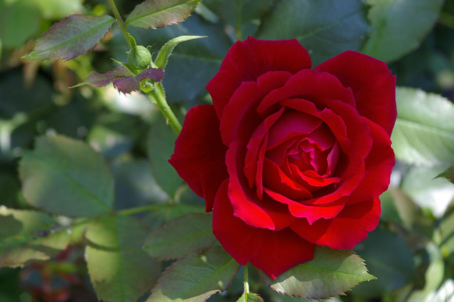 Znalezione obrazy dla zapytania rozkwitla czerwona roza w ogrodzie