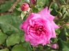 bohme-rose-557