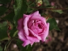 bohme-rose-558