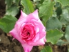 bohme-rose-559