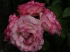 bordure-rose-096