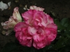bordure-rose-097