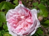 cottage-rose