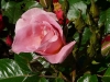pink-robusta-jpg1_