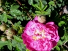 rosa-centifolia-pomponia