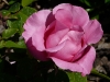 the-maccartney-rose