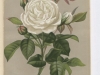 coquettes-des-blanches-1885-6