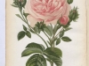 cristata-1885-4