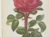 deuil-de-paul-fontaine-1882-8