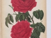 eclair-1889-4