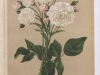 felicite-perpetue-1884-4