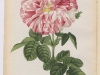 gros-provins-panachee-1886-5