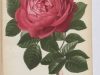 la-reine-1880-3