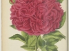 madame-rocher-jdr-1878-8