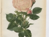 mdame-pierre-oger-1884-7