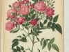 mmle-blanche-rebatel-1889-2