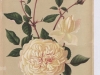 mmle-francisca-kruger-1888-2