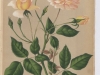 perle-dor-1887-9