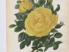 persian-yellow-1883-3