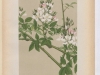 r-multiflora-rosa-du-japon-1886-5