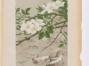 r-multiflora-rosa-du-japon2-1886-5