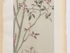 r-multiflora-rosa-du-japon3-1886-5