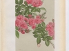 r-platyphylla-1886-8